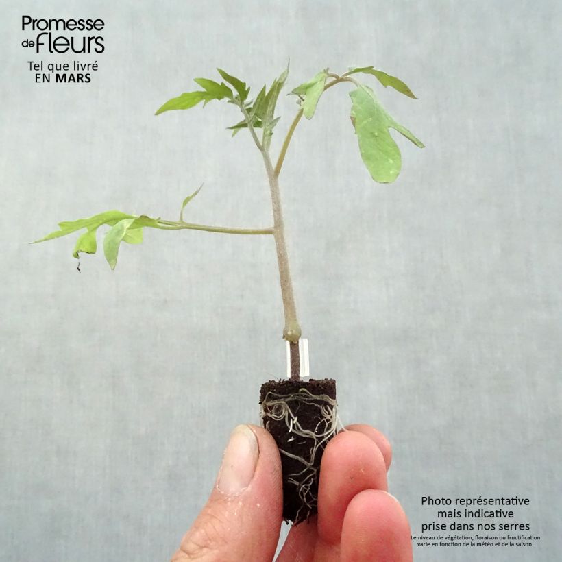Exemplar von Fleischtomate Supersteak F1 (Veredelte Tomate) Mini-Plug Ø 1,5/2,5 cm wie im Frühjahr geliefert