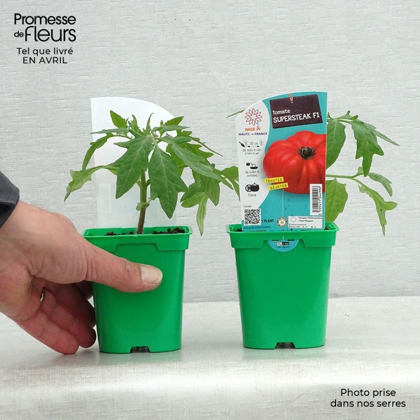 Exemplar von Fleischtomate Supersteak F1 Topf 10 cm/11cm wie im Frühjahr geliefert