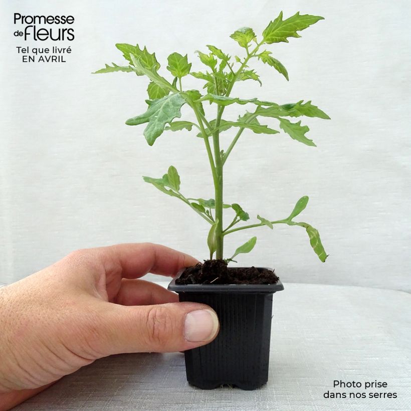 Exemplar von Kirschtomate Supersweet 100 (Pflanzen) Kleine Töpfe von 7/8 cm wie im Frühjahr geliefert
