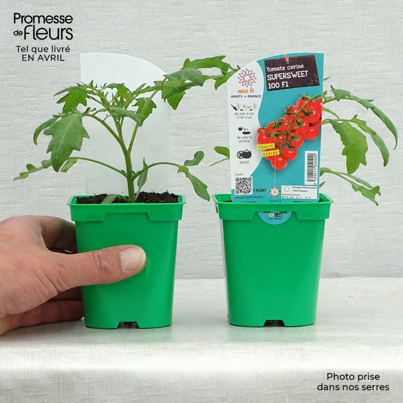 Exemplar von Kirschtomate Supersweet 100 (Pflanzen) Topf 10 cm/11cm wie im Frühjahr geliefert