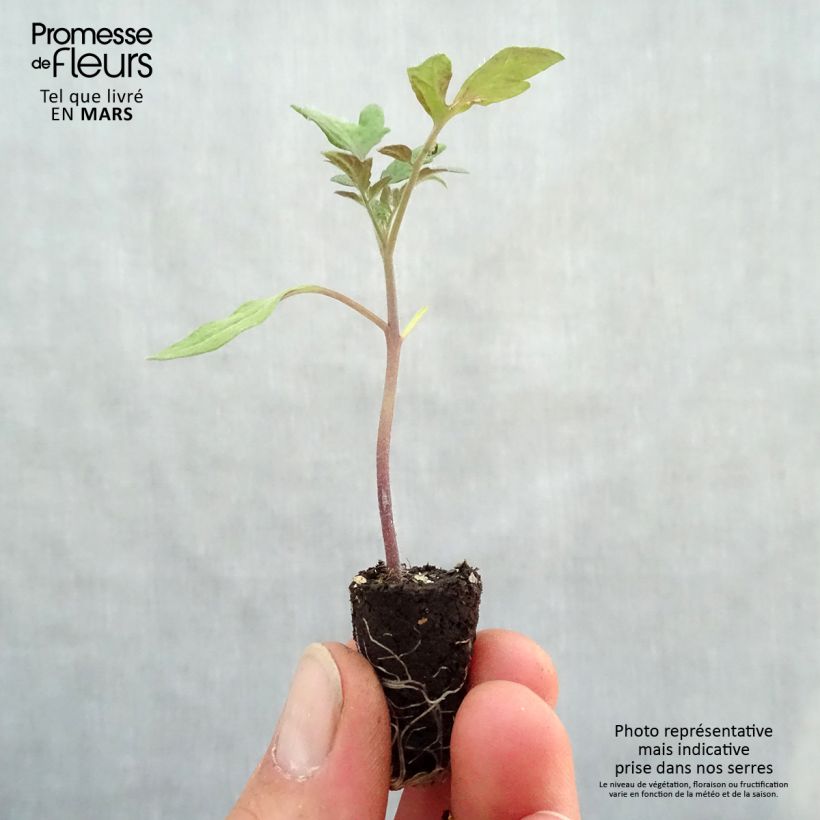 Exemplar von Tomate Tomande F1 Bio Mini-Plug Ø 1,5/2,5 cm wie im Frühjahr geliefert