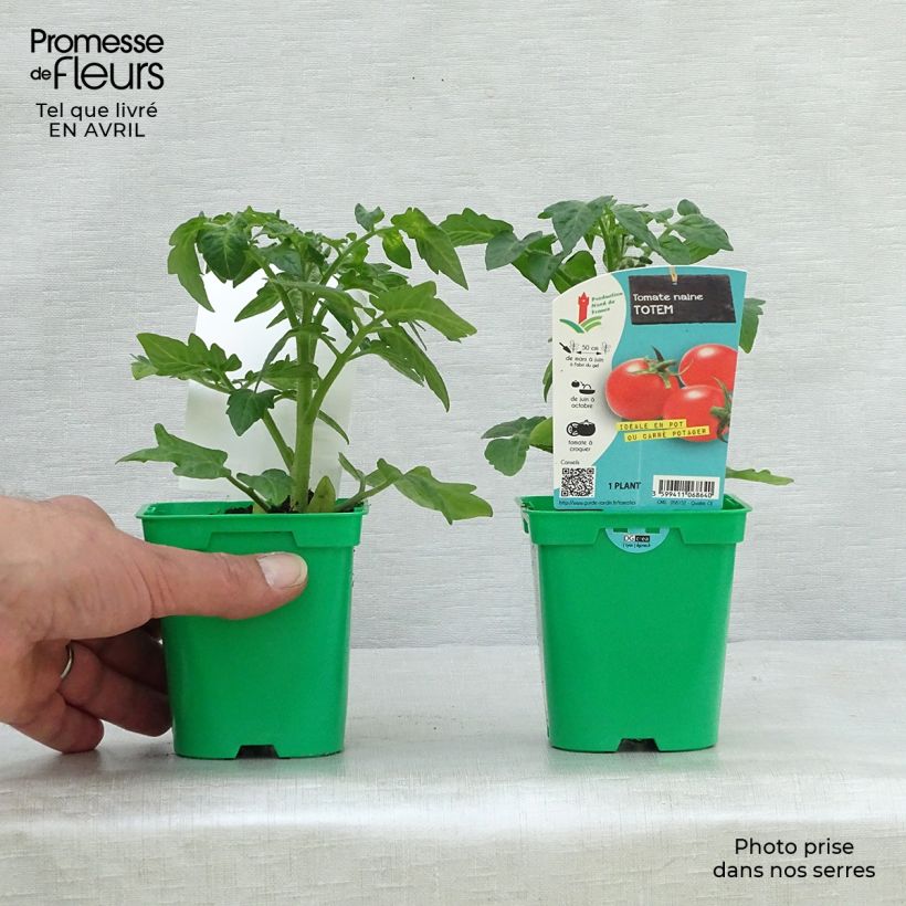 Exemplar von Tomate Totem F1 Topf 10 cm/11cm wie im Frühjahr geliefert
