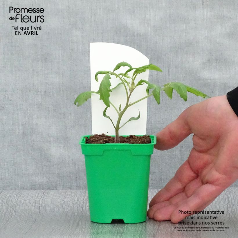 Exemplar von Kirschtomate Trilly (Veredelte Tomate) Kleine Töpfe von 8/9 cm wie im Frühjahr geliefert