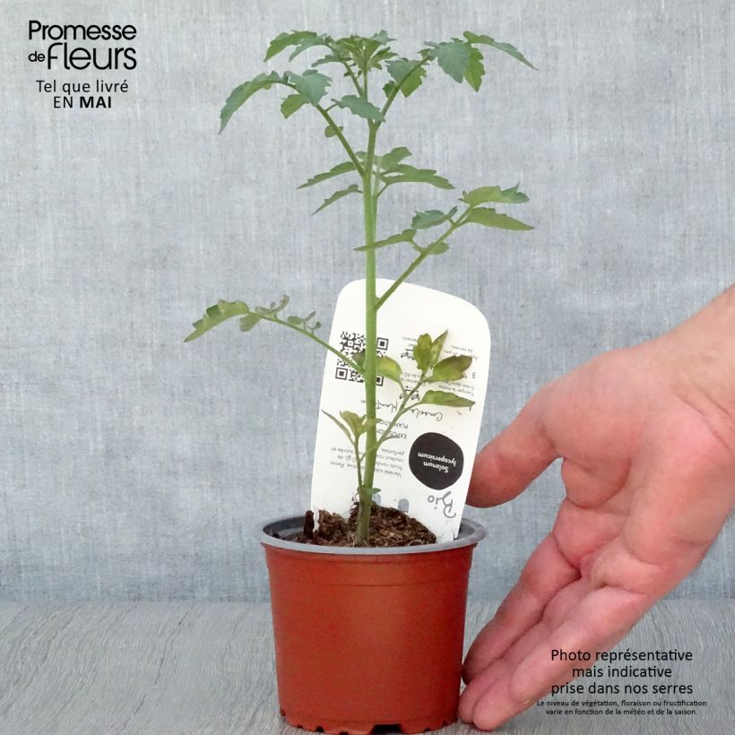 Exemplar von Kirschtomate Gusta Mini Red F1 Bio Topf 10 cm/11cm wie im Frühjahr geliefert