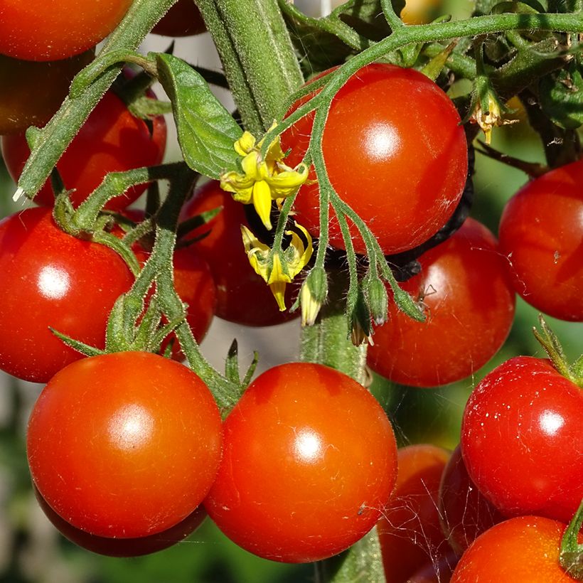 Kirschtomate Gusta Mini Red F1 Bio (Ernte)