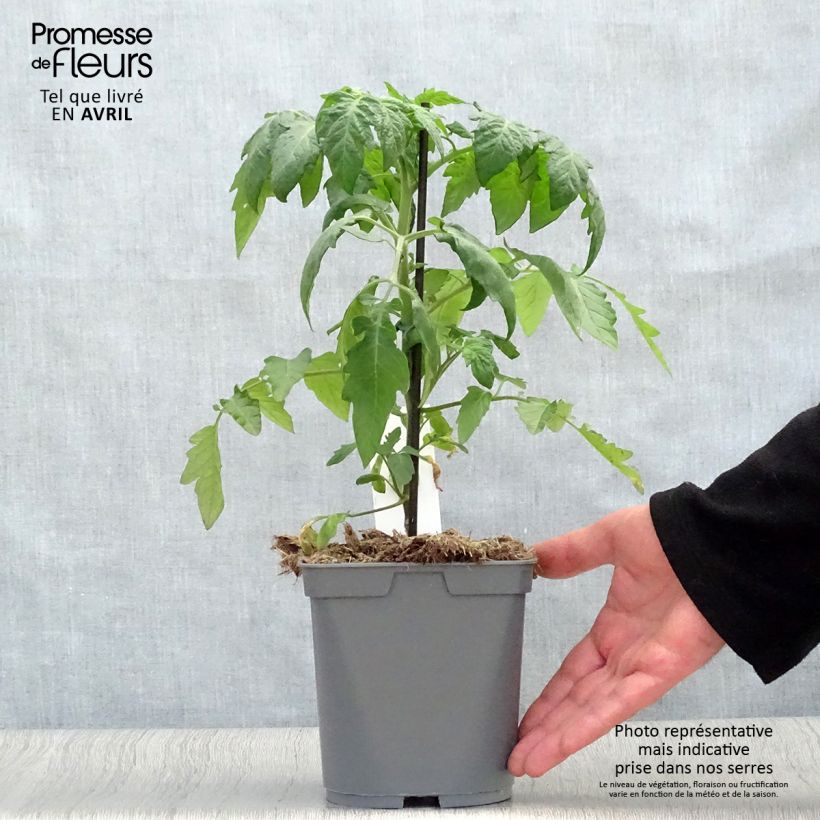 Exemplar von Kirschtomate Supersweet 100 (Veredelte Tomate) Topf mit 2L/3L wie im Frühjahr geliefert