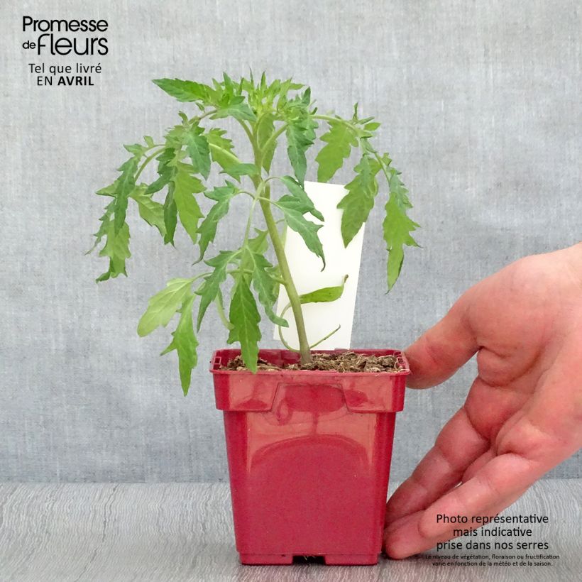Exemplar von Fleischtomate Cuor di Bue Rose Topf 10 cm/11cm wie im Frühjahr geliefert