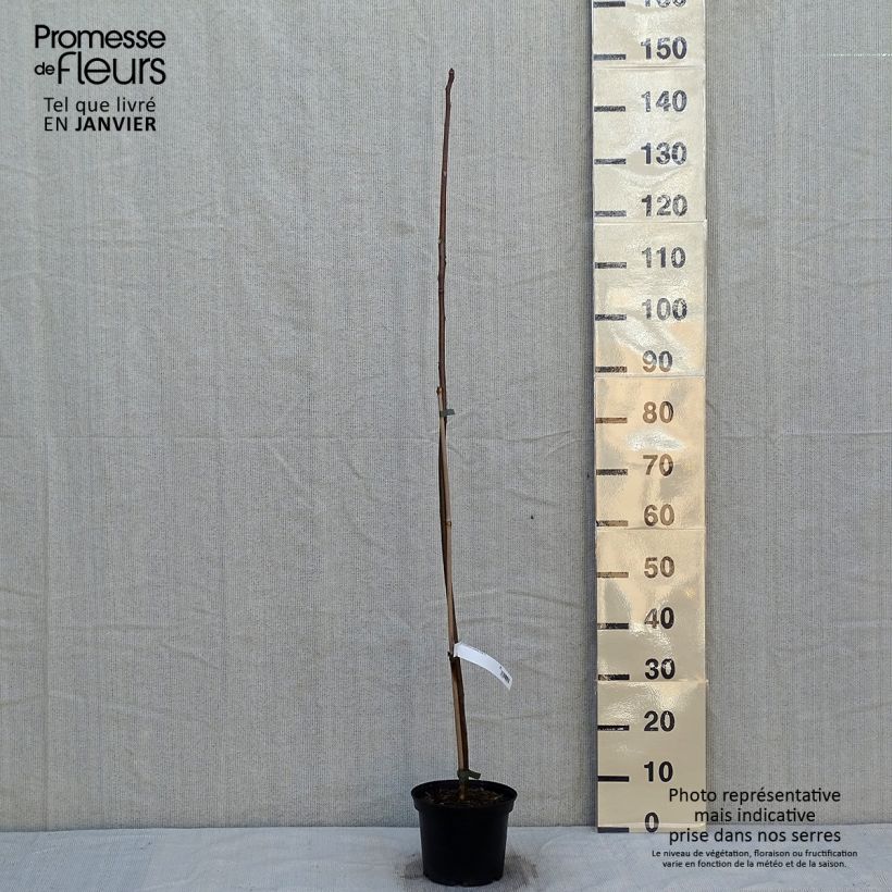 Exemplar von Toona sinensis - Chinesischer Surenbaum Topf mit 3L/4L wie im Winter geliefert