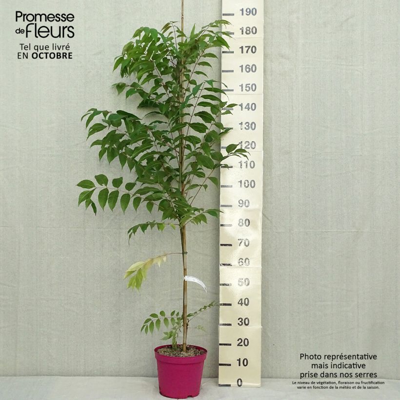 Exemplar von Toona sinensis Flamingo - Chinesischer Surenbaum Topf mit 4L/5L wie im Herbst geliefert