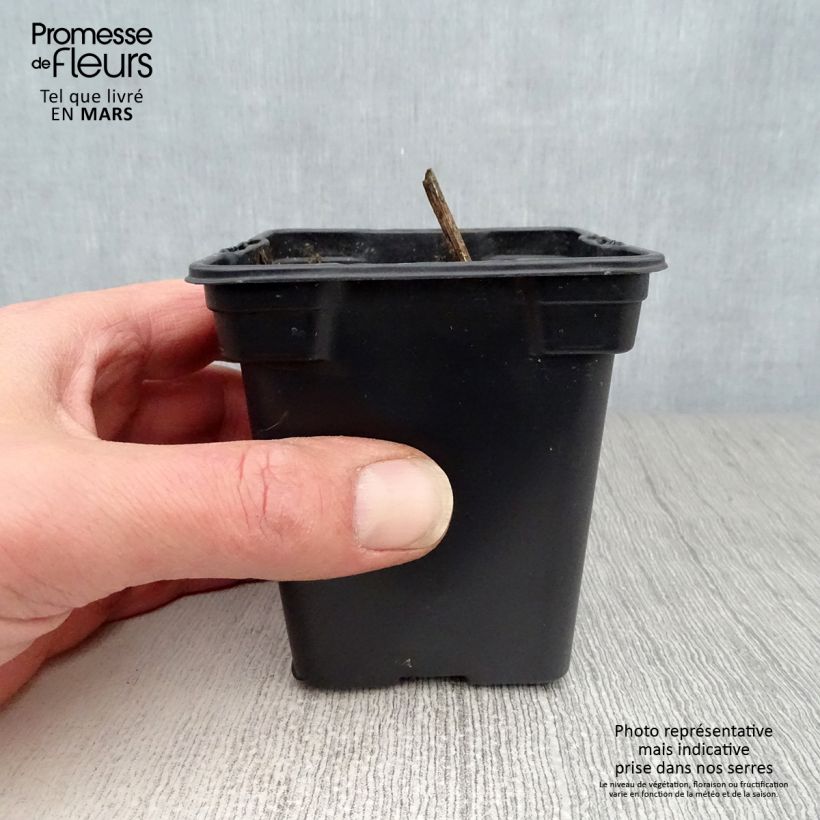 Exemplar von Topinambur Roses - Helianthus tuberosus Kleine Töpfe von 7/8 cm wie im Frühjahr geliefert