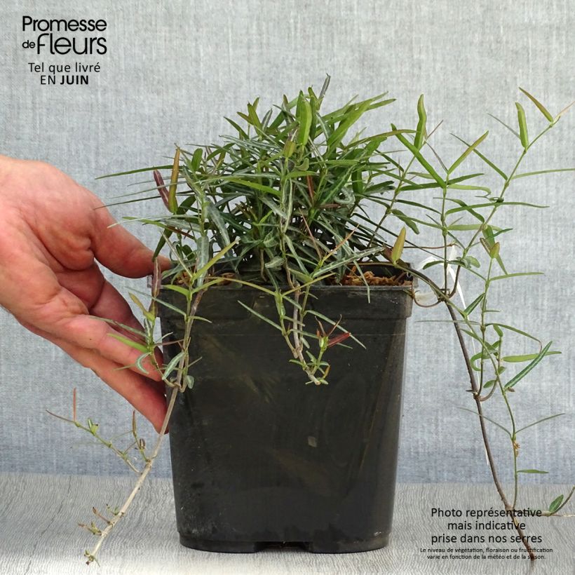 Exemplar von Gelber Sternjasmin Theta - Trachelospermum Topf mit 3L/4L wie im Sommer geliefert