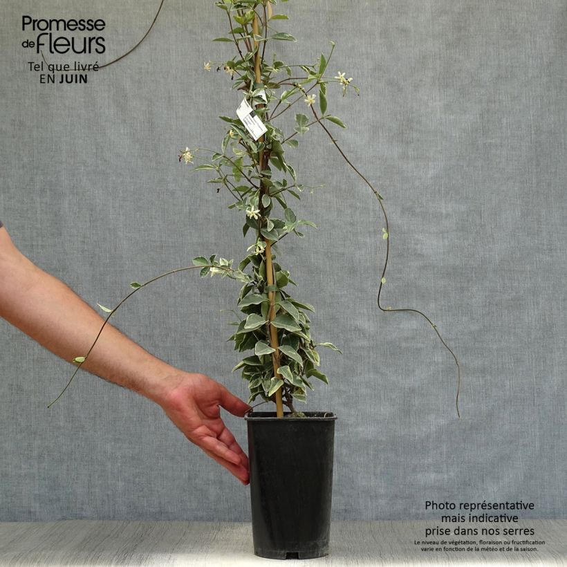Exemplar von Sternjasmin Variegatum - Trachelospermum Topf mit 2L/3L wie im Sommer geliefert