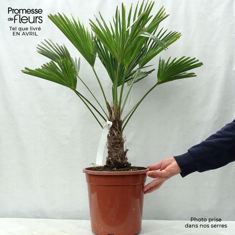 Exemplar von Trachycarpus wagnerianus - Wagner Hanfpalme Topf mit 7,5L/10L wie im Frühjahr geliefert