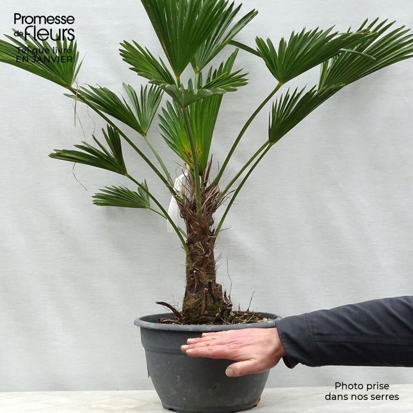 Exemplar von Trachycarpus wagnerianus - Wagner Hanfpalme Topf mit 6L/7L wie im Winter geliefert