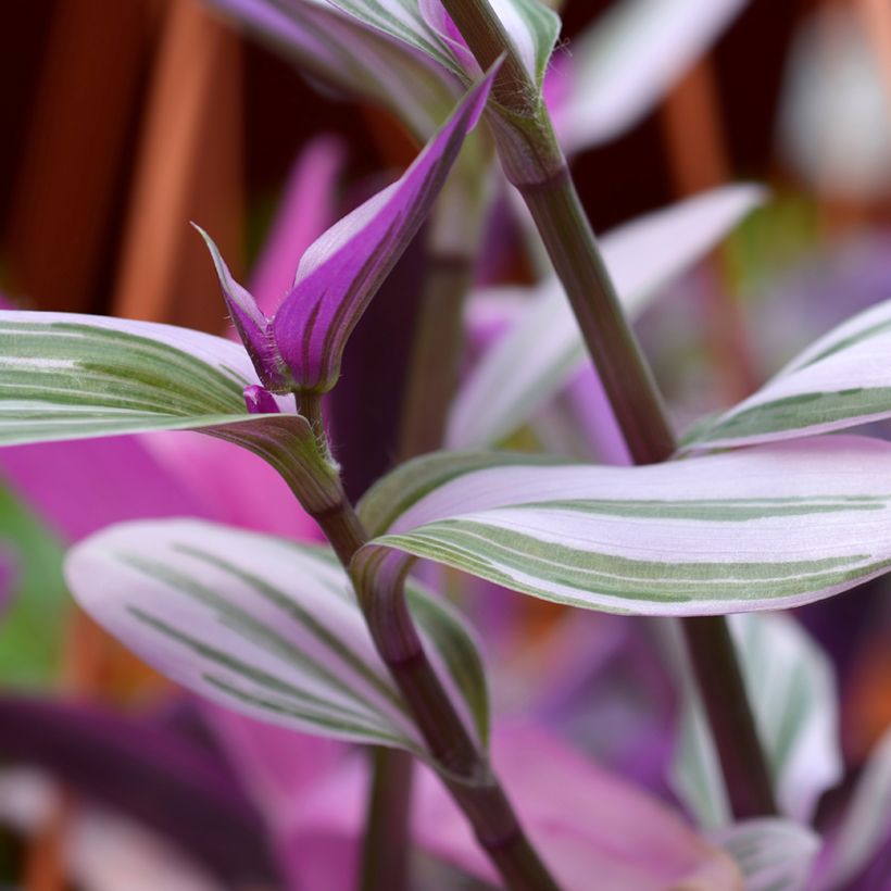 Dreimasterblumen - Tradescantia cerinthoides Sweetness (Laub)
