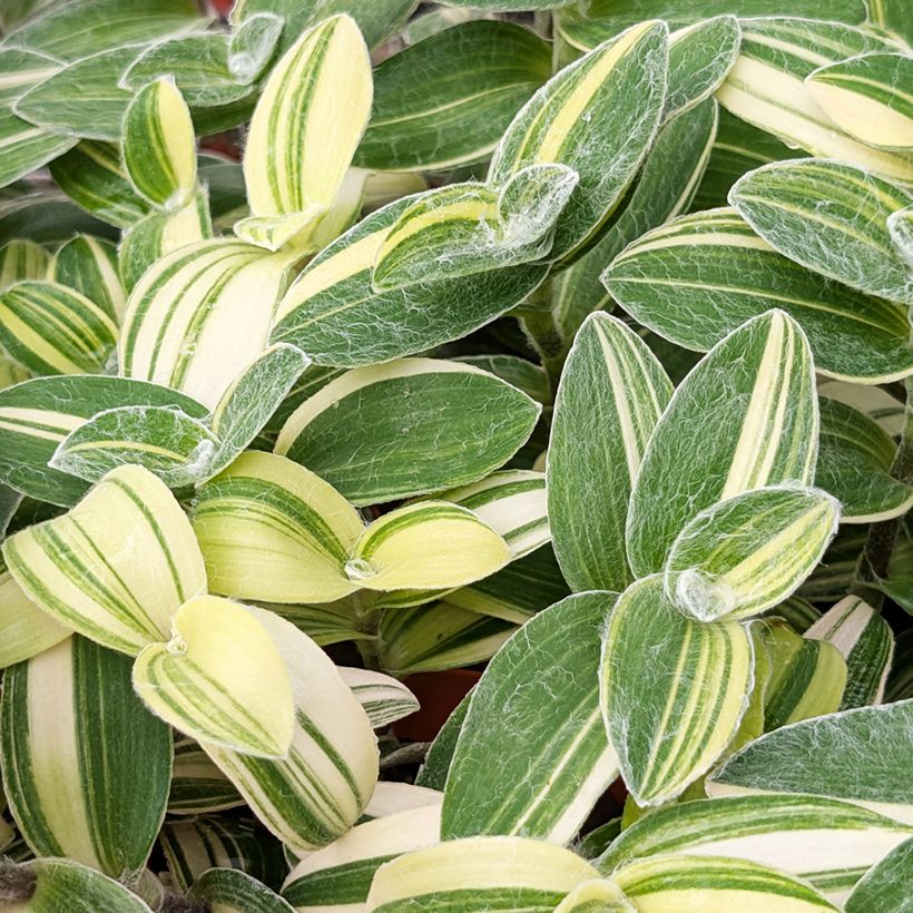 Dreimasterblumen - Tradescantia sillamontana Variegata (Laub)