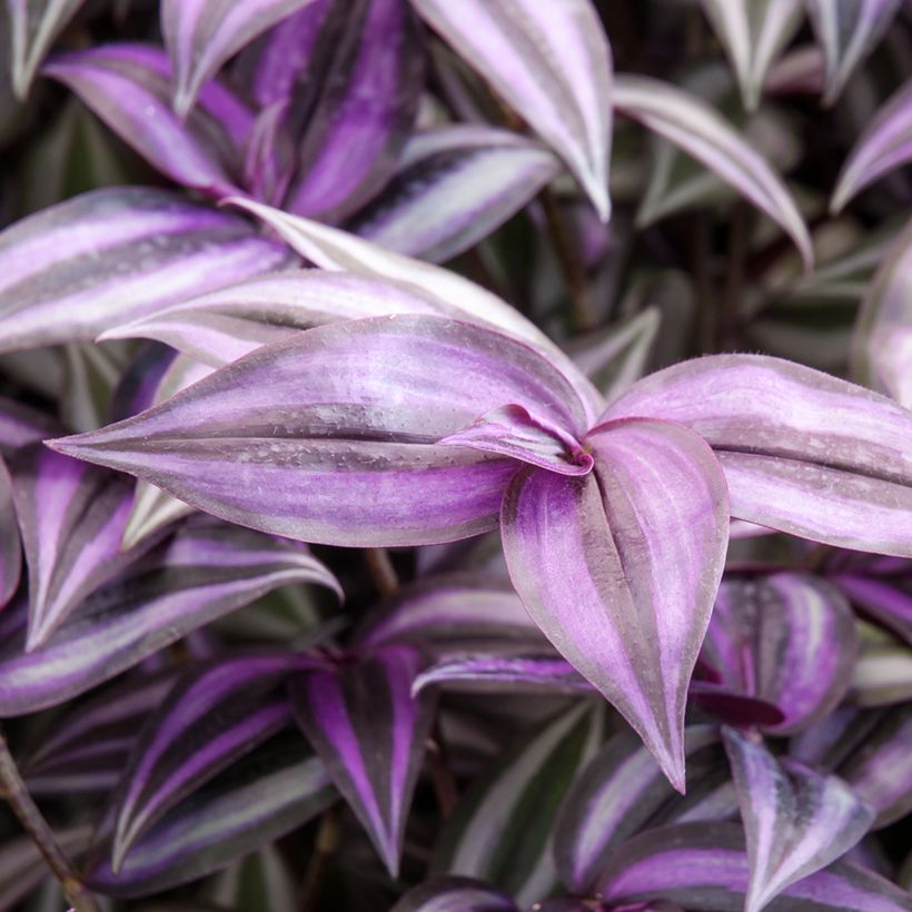 Zebrakraut - Tradescantia zebrina Purple Joy (Laub)