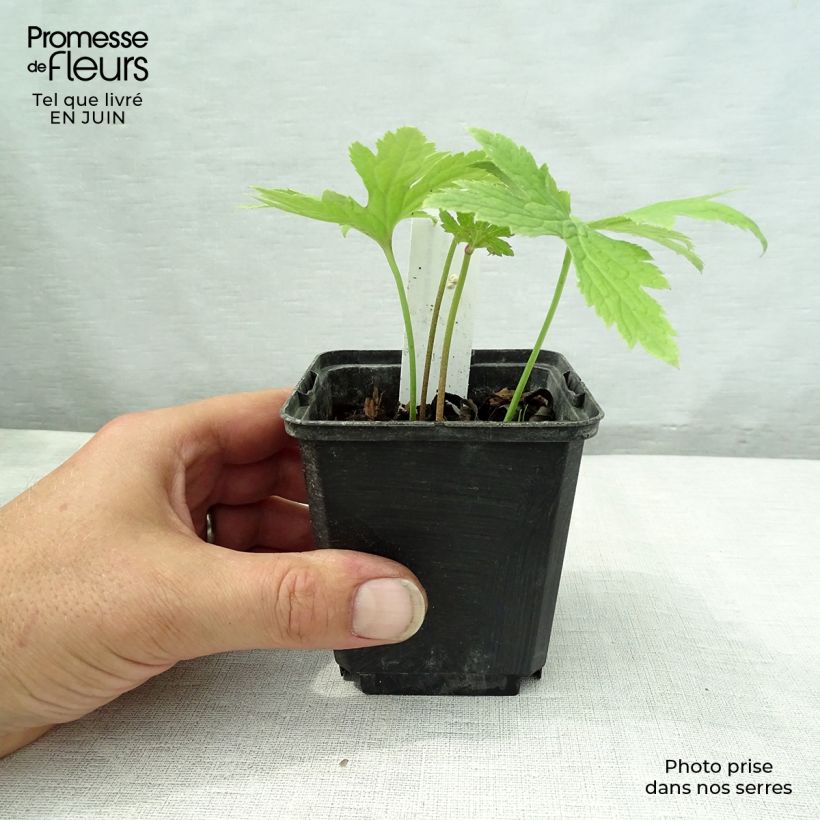 Exemplar von Trautvetteria caroliniensis Kleine Töpfe von 8/9 cm wie im Sommer geliefert