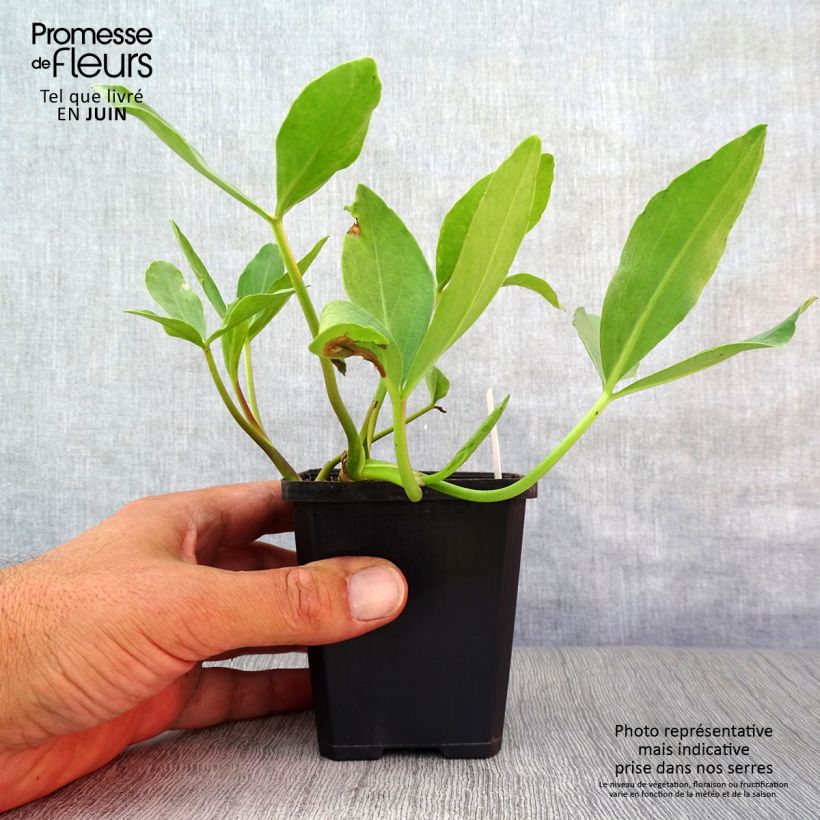 Exemplar von Menyanthes trifoliata - Fieberklee Kleine Töpfe von 8/9 cm wie im Sommer geliefert