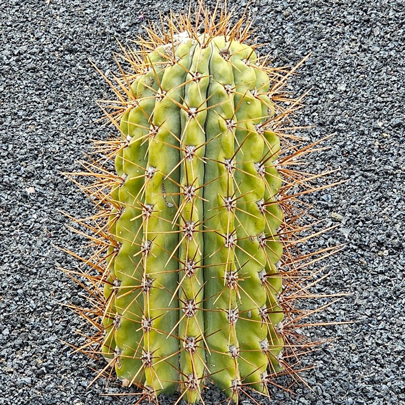 Trichocereus terscheckii - Kaktus (Hafen)