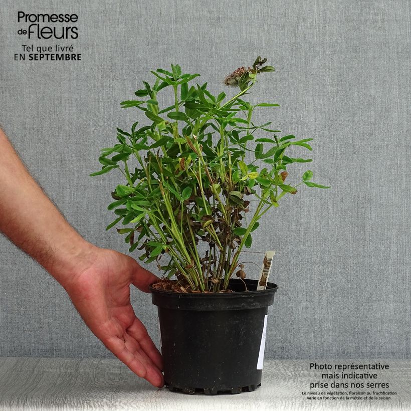 Exemplar von Rotköpfiger Klee - Trifolium rubens Topf mit 2L/3L wie im Sommer geliefert