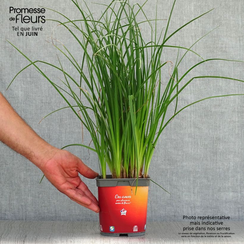 Exemplar von Fackellilie Papaya Popsicle - Kniphofia Topf mit 2L/3L wie im Sommer geliefert