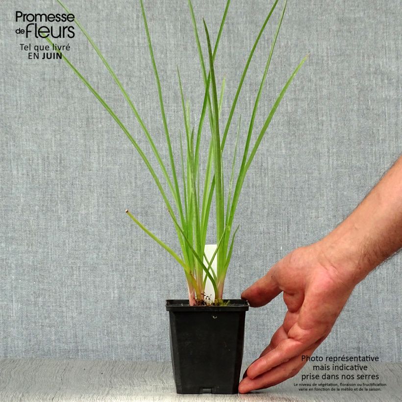 Exemplar von Fackellilie Royal Standard - Kniphofia Kleine Töpfe von 8/9 cm wie im Sommer geliefert