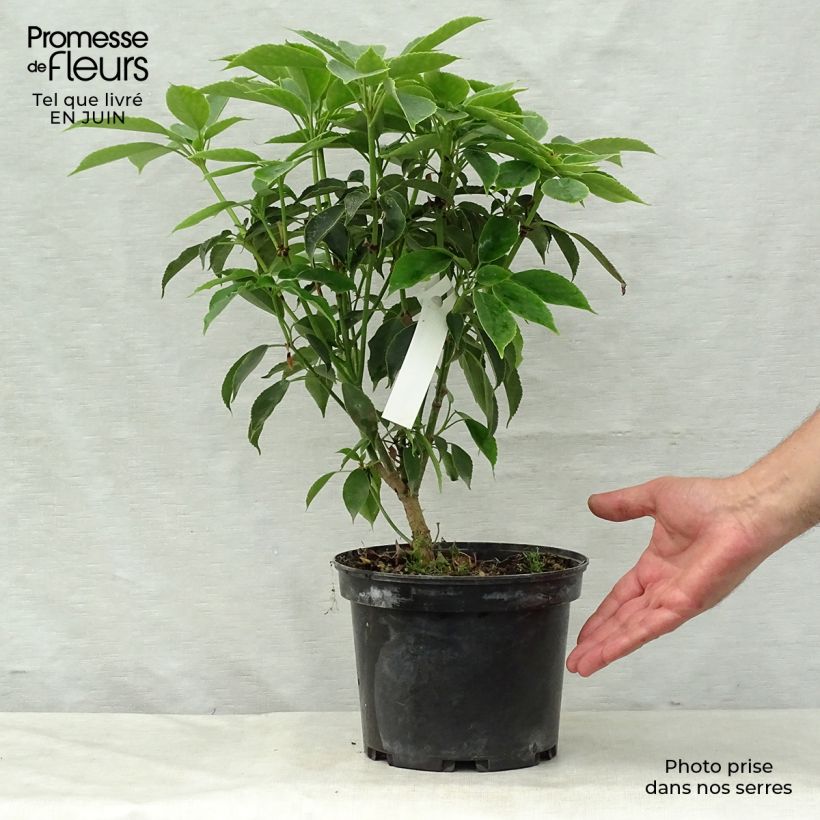 Exemplar von Trochodendron aralioides - Radbaum Topf mit 4L/5L wie im Sommer geliefert