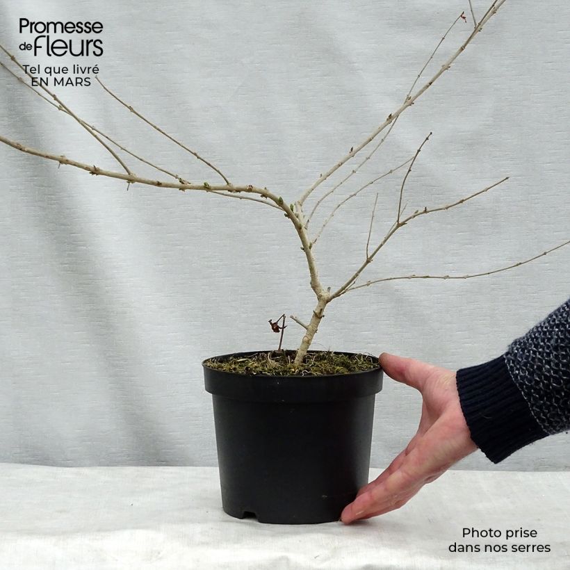 Exemplar von Stumpfblättriger Liguster Ilvomassi Massif - Ligustrum obtusifolium Topf mit 2L/3L wie im Frühjahr geliefert