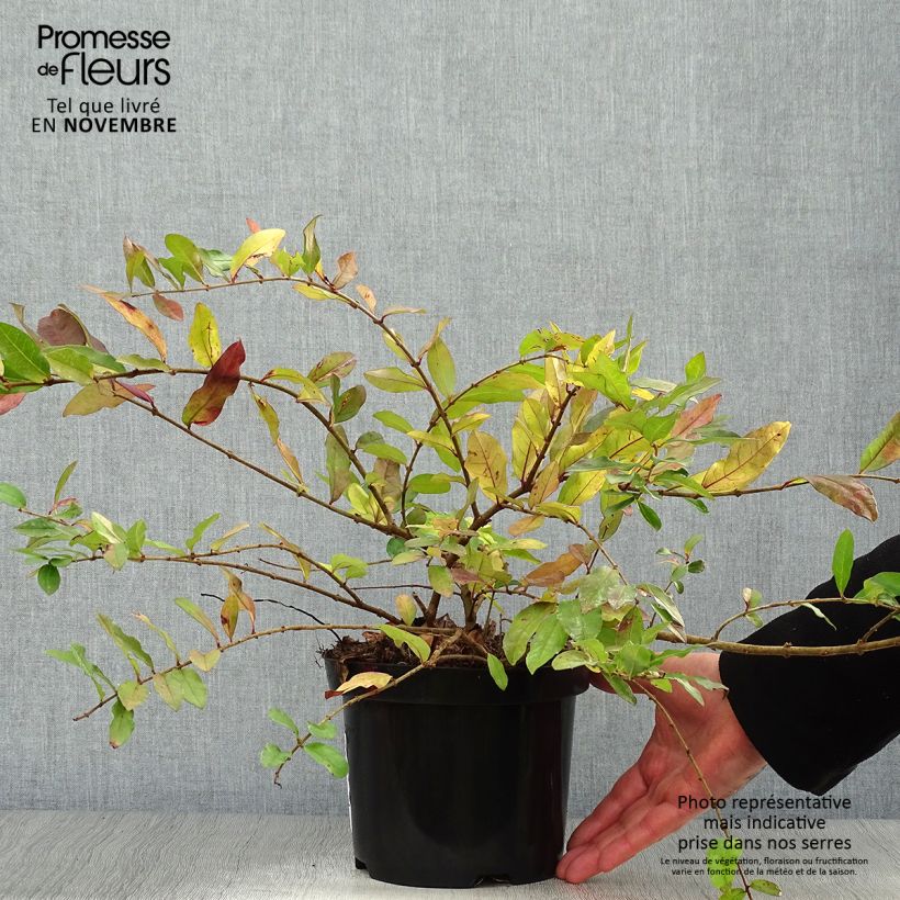 Exemplar von Stumpfblättriger Liguster Ilvomassi Massif - Ligustrum obtusifolium Topf mit 2L/3L wie im Herbst geliefert