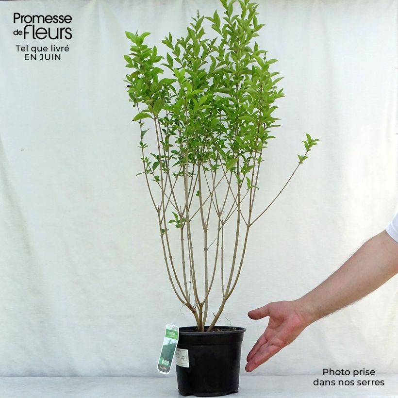 Exemplar von Ovalblättriger Liguster - Ligustrum ovalifolium Topf mit 2L/3L wie im Sommer geliefert