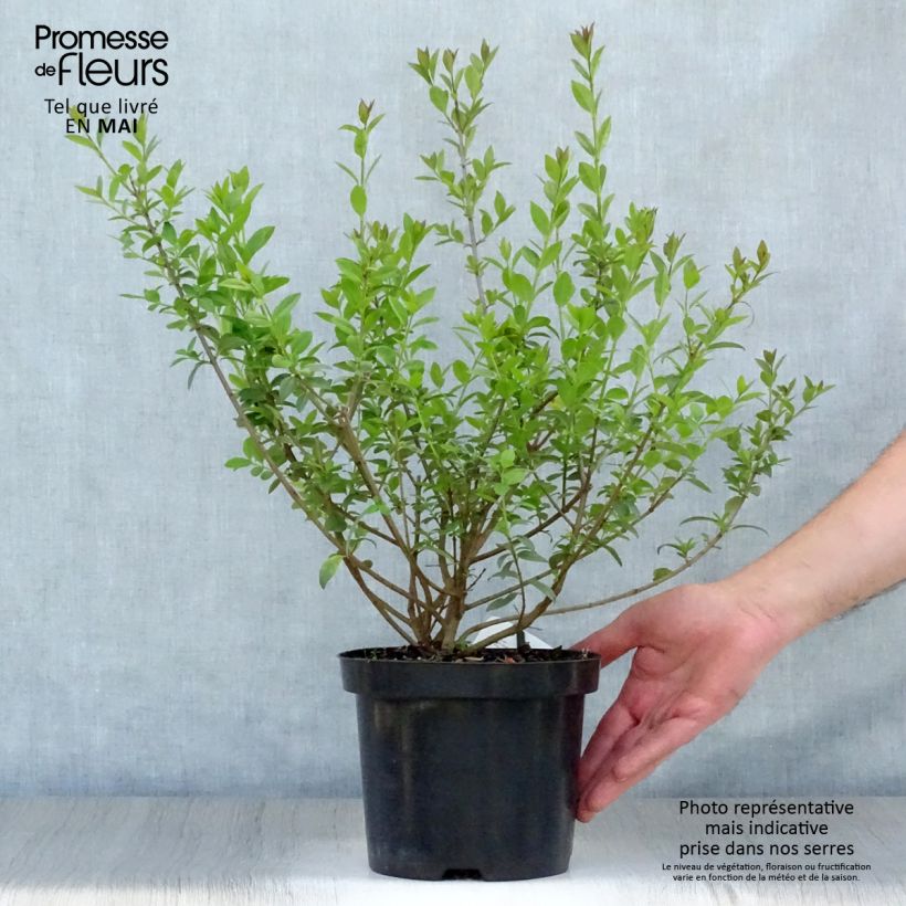 Exemplar von Schwarzgrüner Liguster Atrovirens - Ligustrum vulgare Topf mit 2L/3L wie im Frühjahr geliefert
