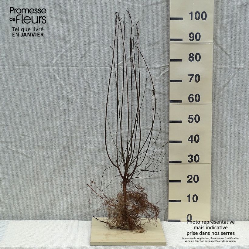 Exemplar von Schwarzgrüner Liguster Atrovirens - Ligustrum vulgare Wurzelnackt wie im Winter geliefert