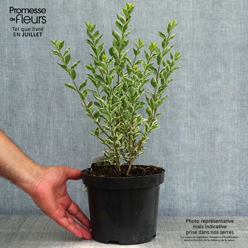 Exemplar von Weißgerandeter Ovalblättriger Argenteum - Ligustrum ovalifolium Topf mit 2L/3L wie im Sommer geliefert