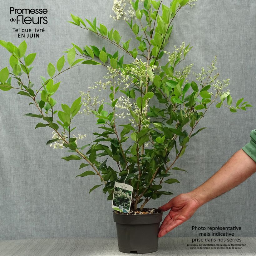 Exemplar von Glanz-Liguster - Ligustrum lucidum Topf mit 2L/3L wie im Sommer geliefert