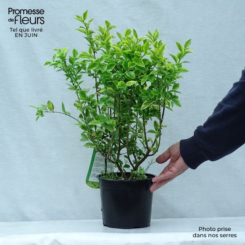 Exemplar von Goldliguster Aureum - Ligustrum ovalifolium Topf mit 2L/3L wie im Sommer geliefert