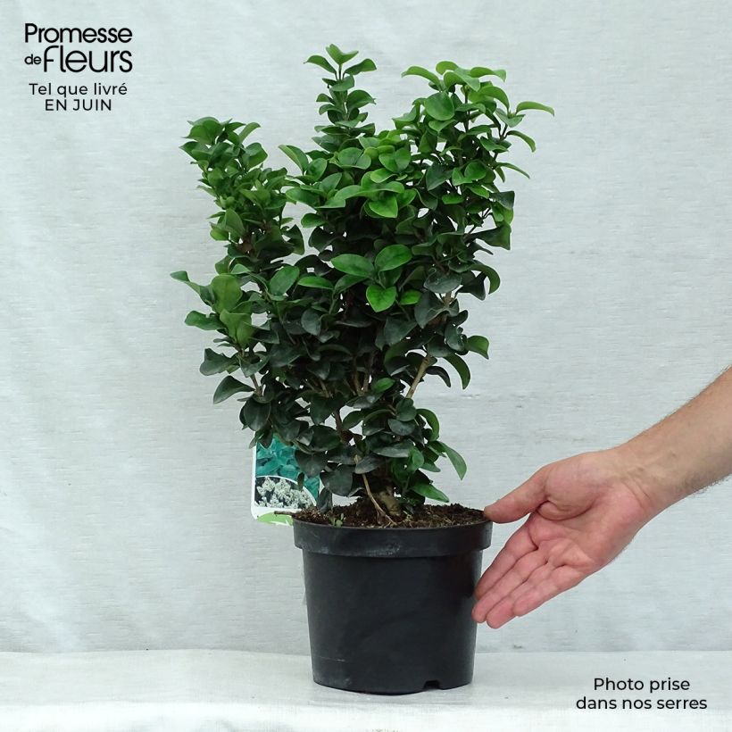 Exemplar von Japanischer Liguster Rotundifolium - Ligustrum japonicum Topf mit 2L/3L wie im Sommer geliefert