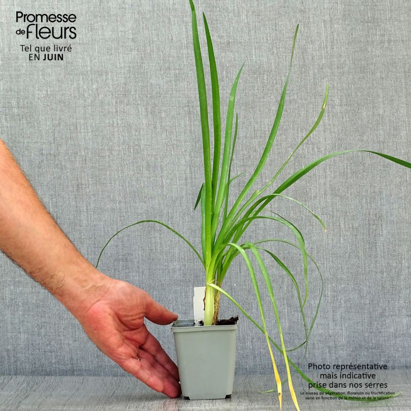 Exemplar von Tulbaghia violacea var. maritima simmleri Himba Topf mit 2L/3L wie im Sommer geliefert
