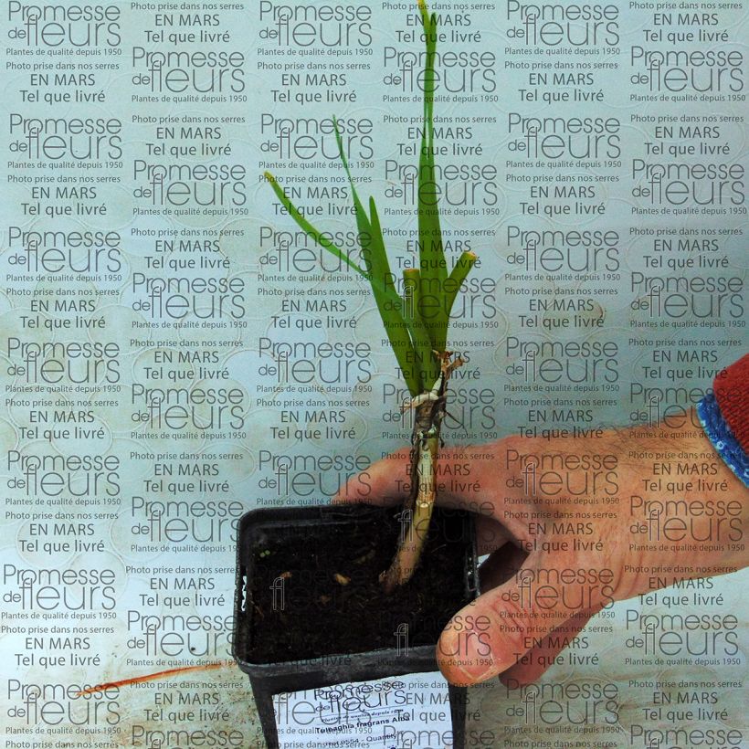 Beispiel eines Exemplars von Tulbaghia fragrans Alba Zwiebel wie geliefert