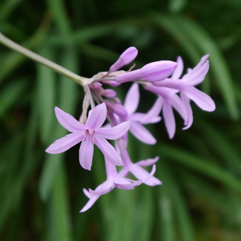 Tulbaghia Fairy Star (Blüte)