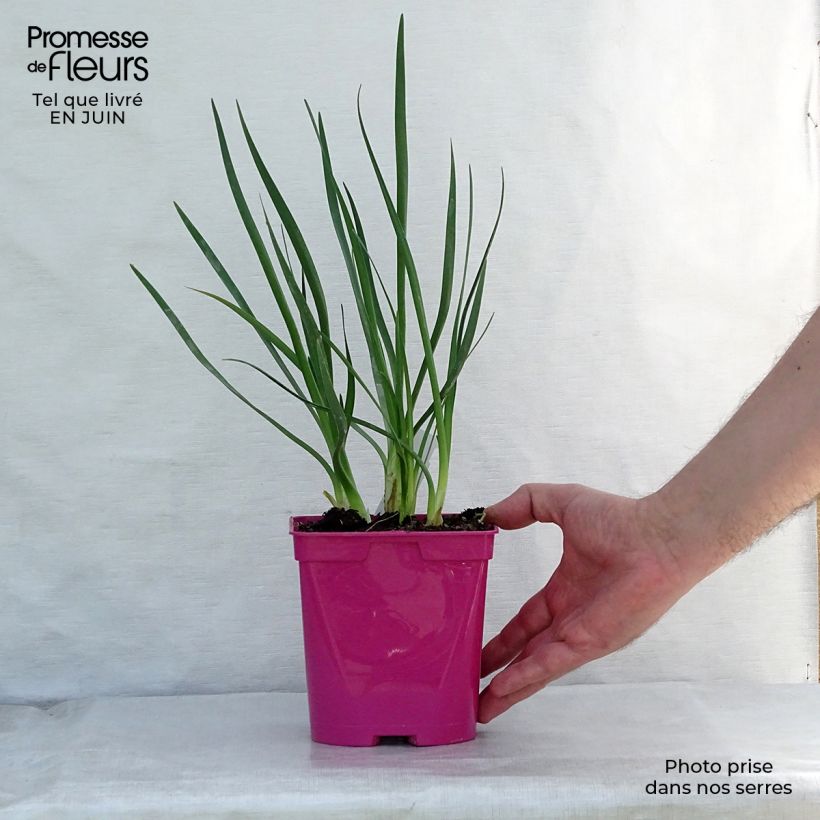 Exemplar von Tulbaghia violacea Pearl Topf mit 2L/3L wie im Sommer geliefert