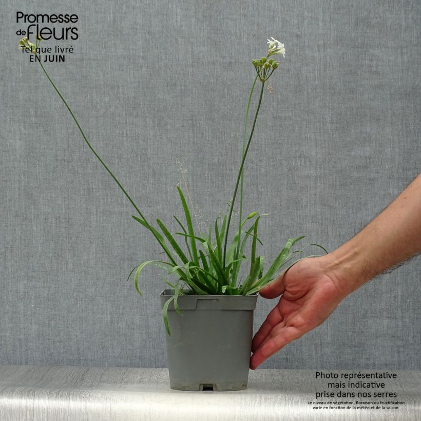 Exemplar von Tulbaghia violacea var. maritima Savannah Lightning Topf mit 2L/3L wie im Sommer geliefert