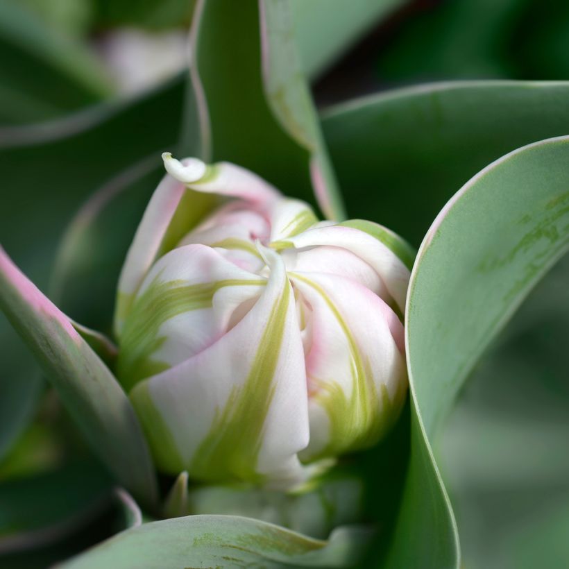 Frühe Gefüllte Tulpe Flashpoint (Blüte)