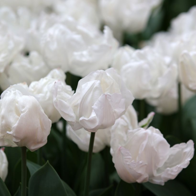 Triumph-Tulpe Rejoyce (Blüte)