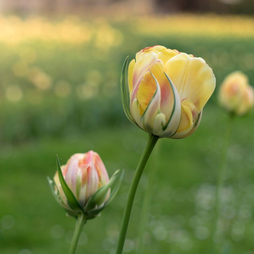 Viridiflora-Tulpe Golden Artist (Blüte)