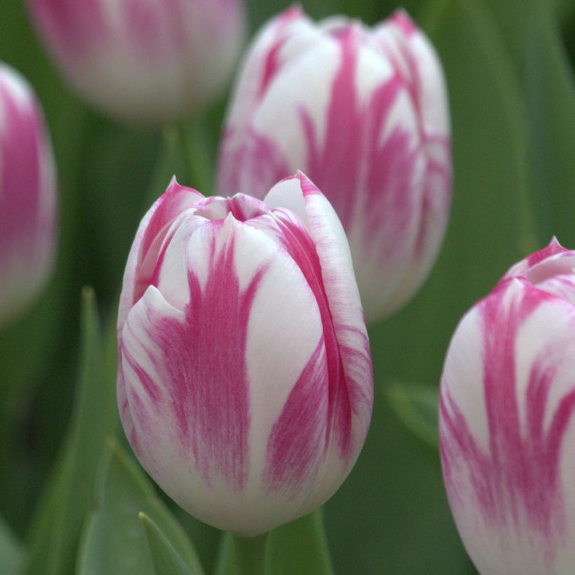 Triumph-Tulpe Caramba (Blüte)