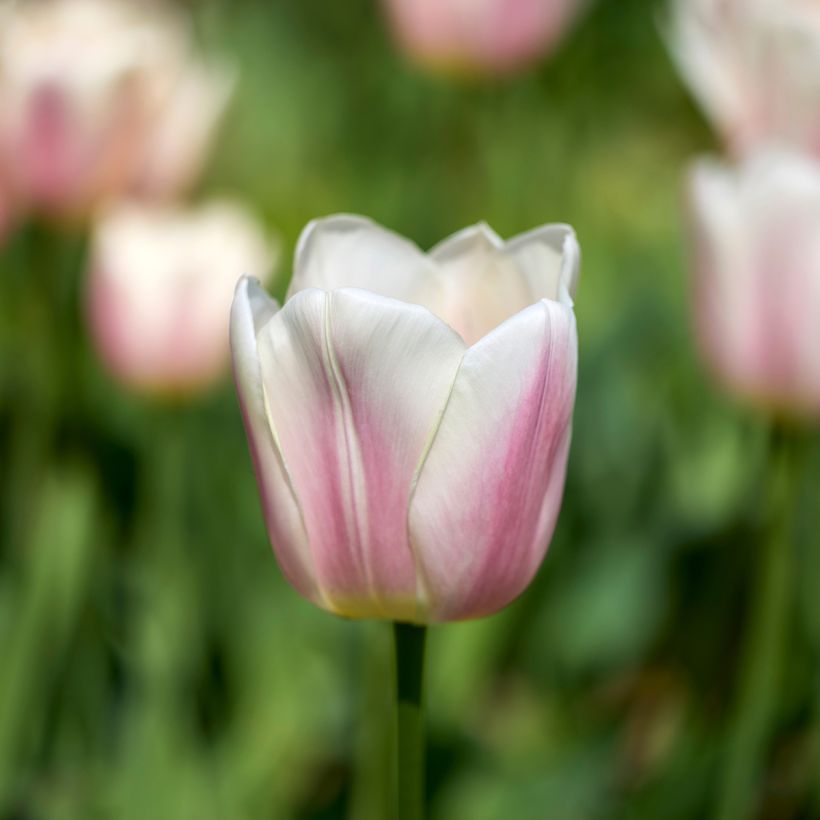 Darwin-Hybrid-Tulpe Royal Pride (Blüte)