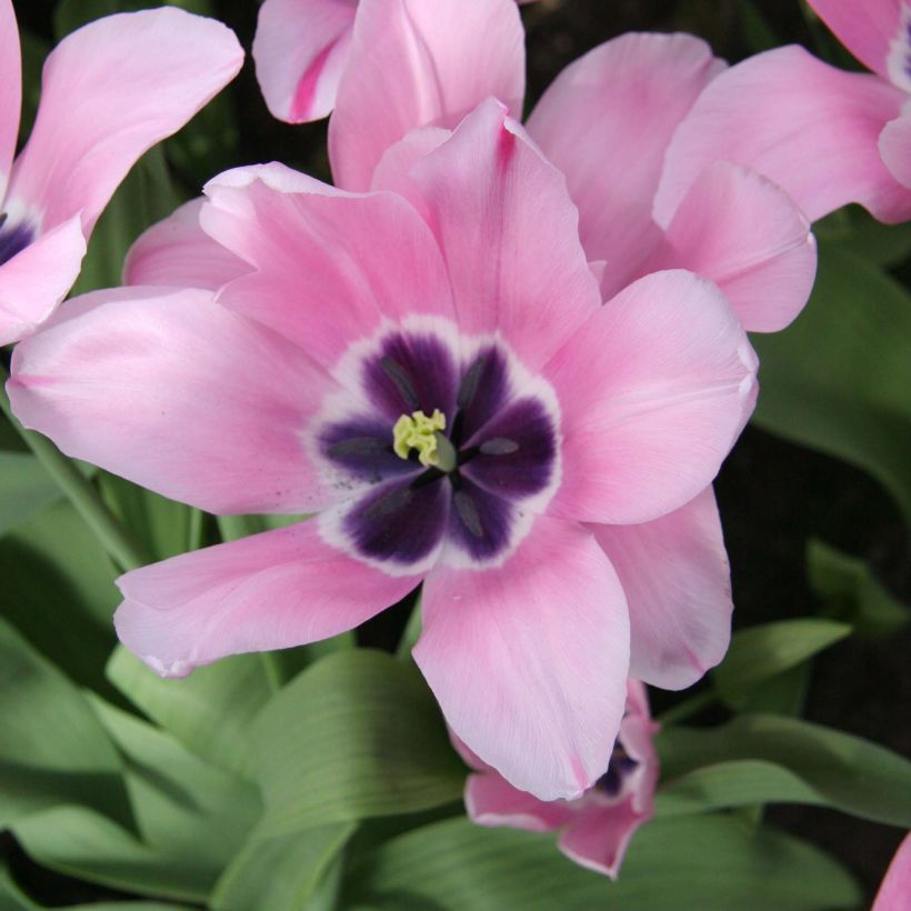 Triumph-Tulpe Capri Rose (Blüte)