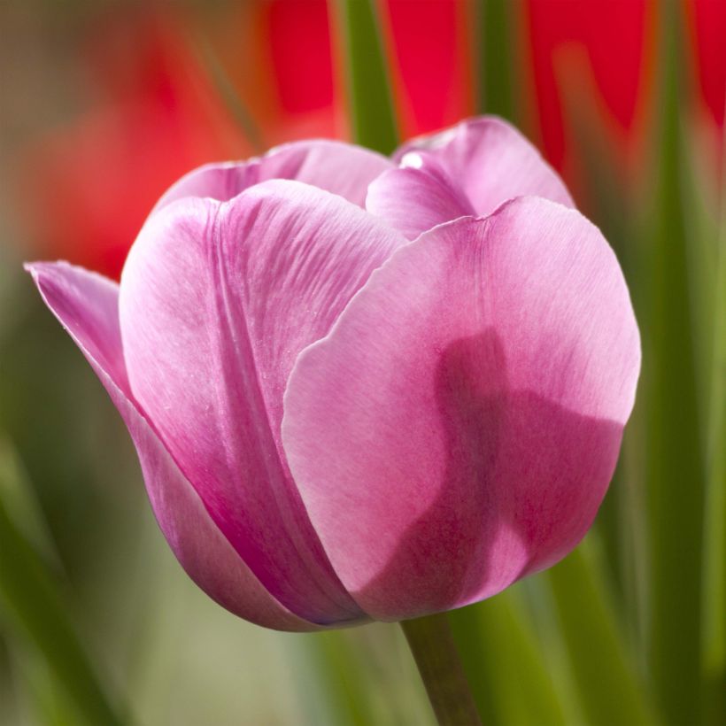 Triumph-Tulpe Dreaming Maid (Blüte)