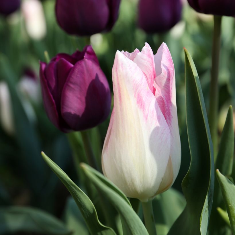 Triumph-Tulpe Kyoko Takahashi (Blüte)